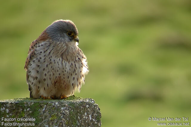 Common Kestrel male adult