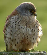 Common Kestrel