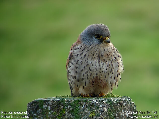 Common Kestrel male adult