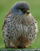 Common Kestrel