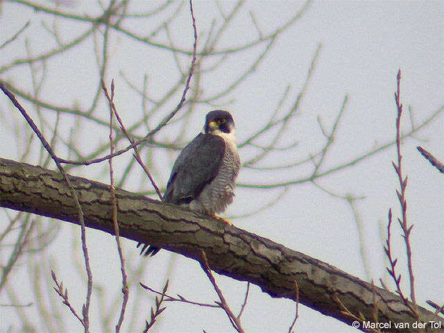 Peregrine Falcon