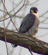 Peregrine Falcon