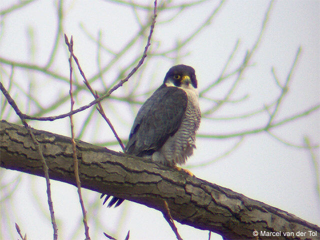 Peregrine Falcon