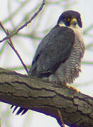 Peregrine Falcon