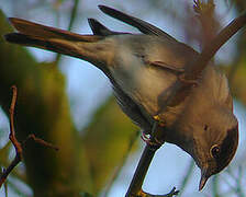 Eurasian Blackcap