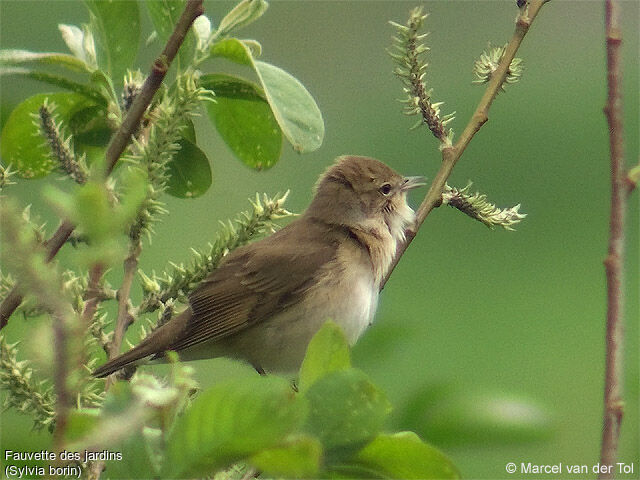 Garden Warbler