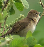 Garden Warbler