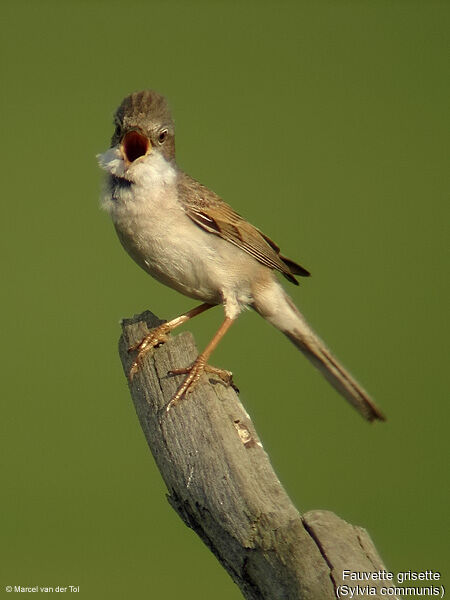 Fauvette grisette