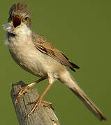 Common Whitethroat