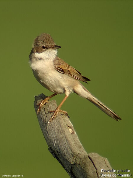 Common Whitethroat