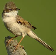 Common Whitethroat