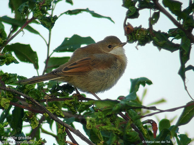 Common Whitethroat