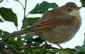 Common Whitethroat