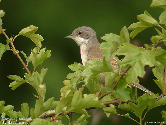 Common Whitethroat