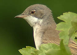 Common Whitethroat