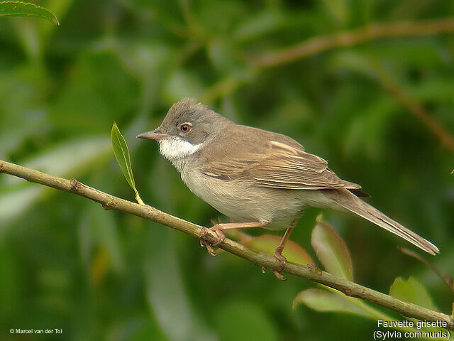 Common Whitethroat