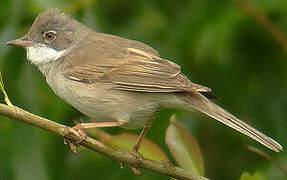 Common Whitethroat