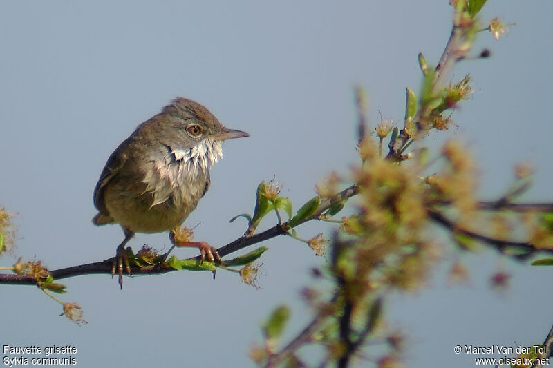 Common Whitethroat male adult