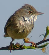 Common Whitethroat