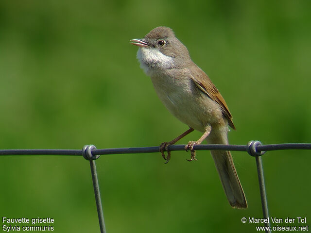 Common Whitethroat male adult