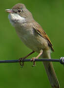 Common Whitethroat