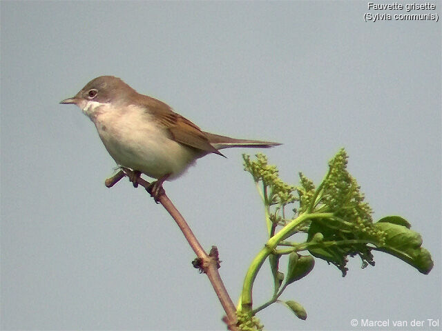 Common Whitethroat