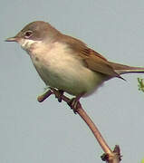 Common Whitethroat