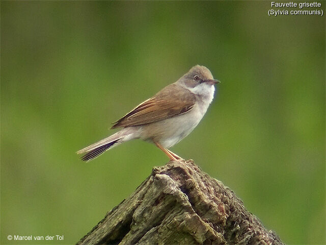 Common Whitethroat