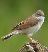 Common Whitethroat