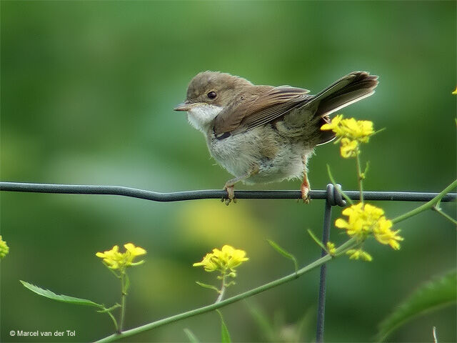 Common Whitethroat