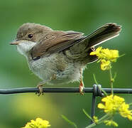 Common Whitethroat