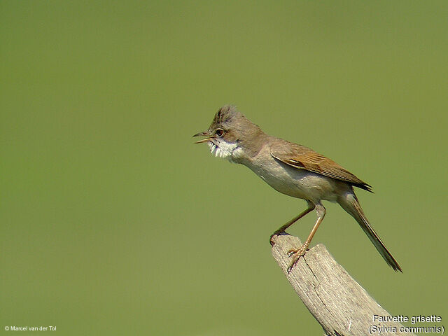 Common Whitethroat