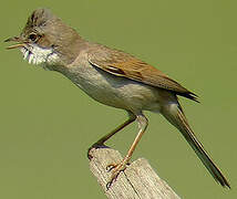 Common Whitethroat