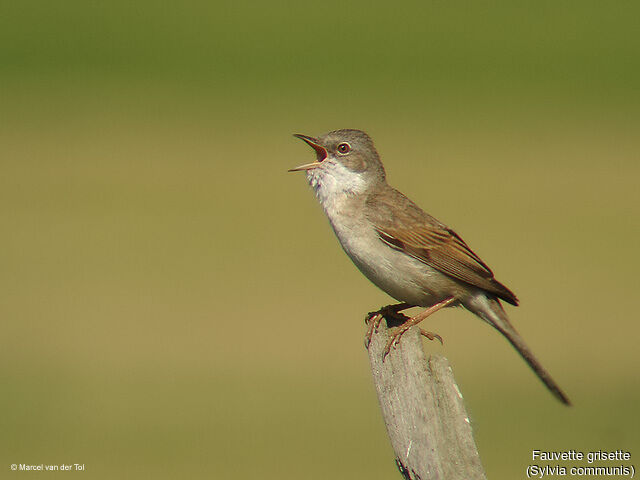 Common Whitethroat