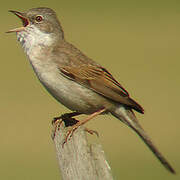 Common Whitethroat