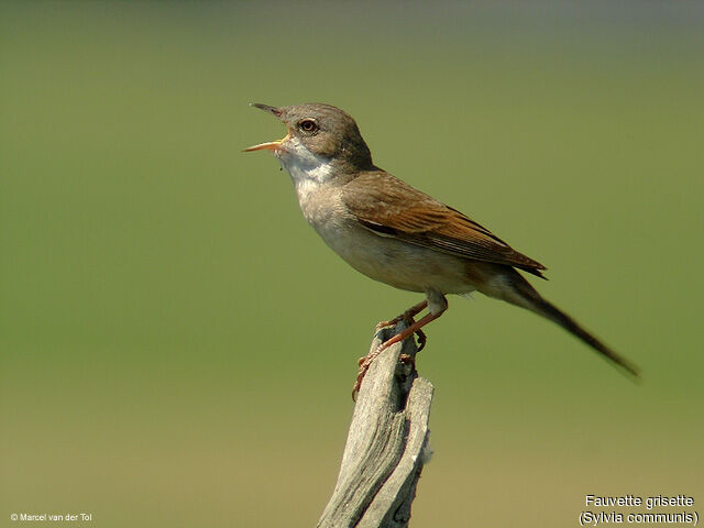 Common Whitethroat