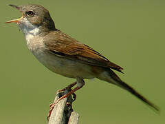 Common Whitethroat