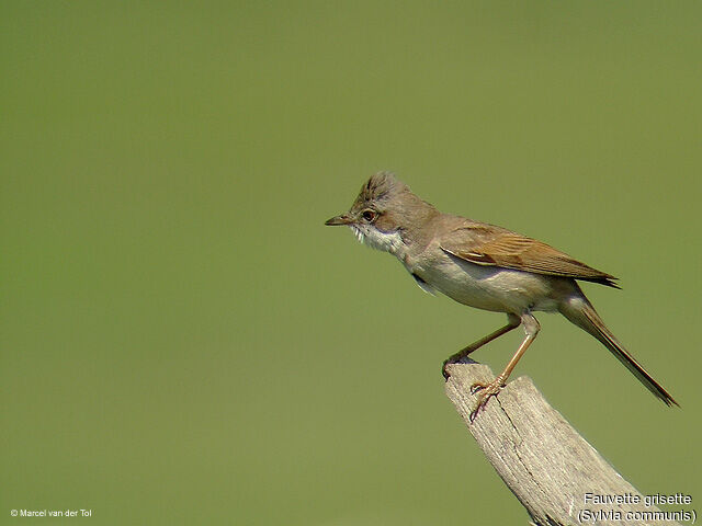 Common Whitethroat