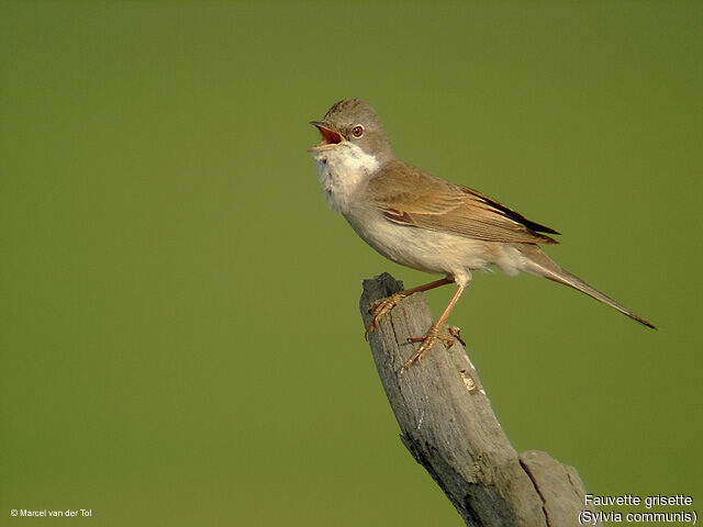 Common Whitethroat