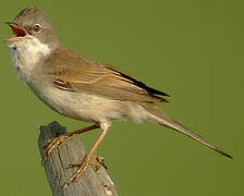 Common Whitethroat