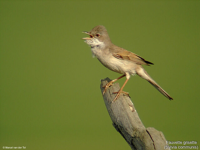 Common Whitethroat