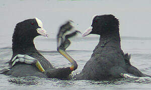 Eurasian Coot