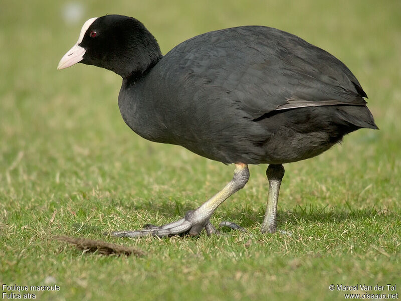 Eurasian Cootadult