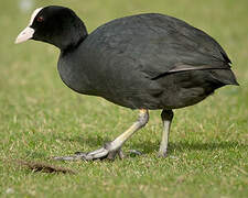 Eurasian Coot