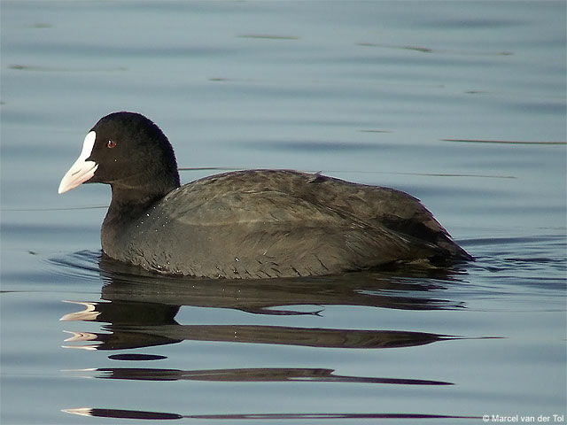 Eurasian Coot