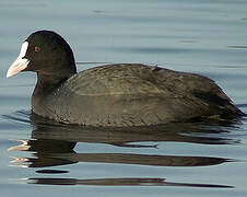 Eurasian Coot