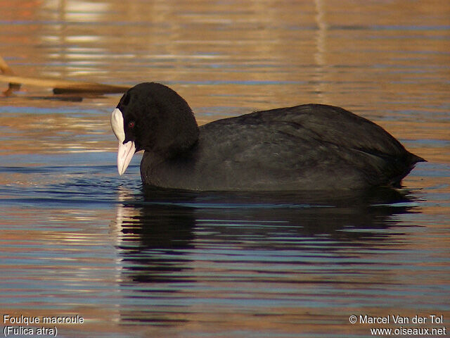 Eurasian Coot