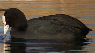 Eurasian Coot