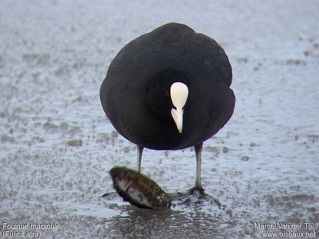 Eurasian Coot