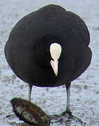 Eurasian Coot